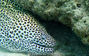 Curious Moray is studing me. by Svetoslav Dimitrov 